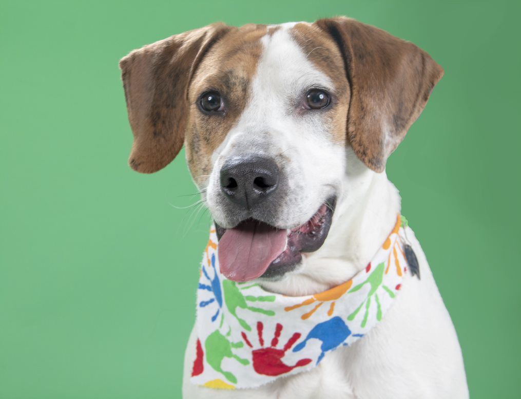 Last week's pet, still available: Gerrard